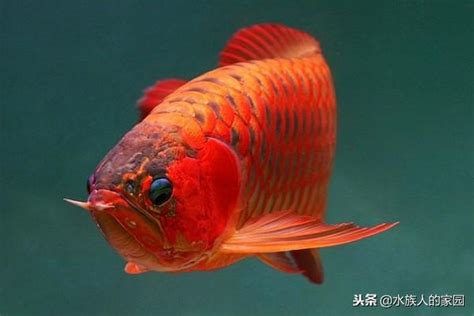 養紅龍|｜龍魚｜成長分享～紅龍魚怎麼養才會紅 ..